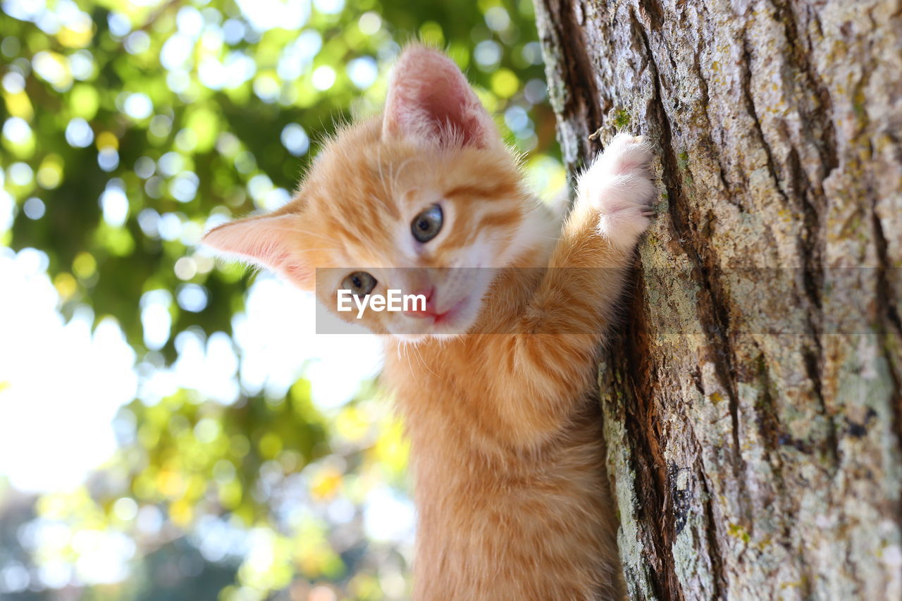 PORTRAIT OF CAT ON TREE