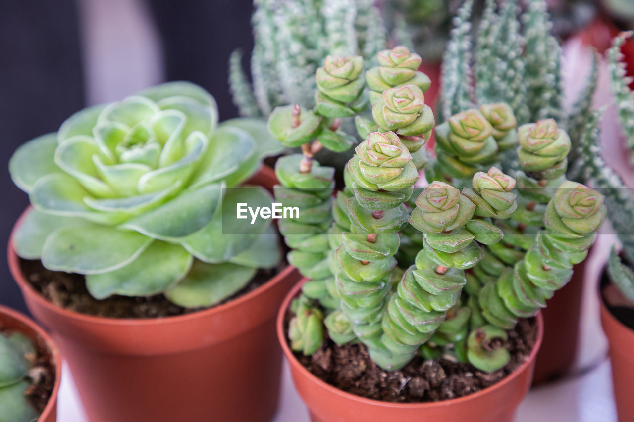 CLOSE-UP OF POTTED PLANT