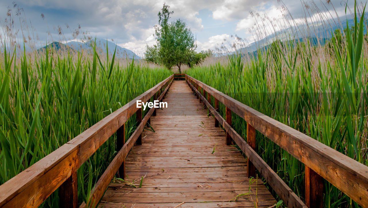 Empty boardwalk amidst plants