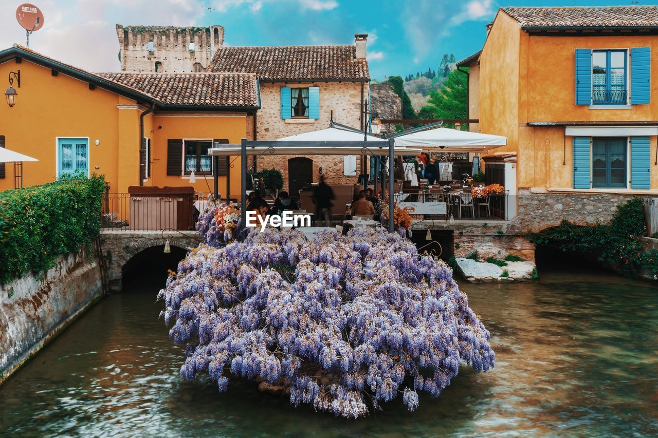 FLOWERS IN CANAL BY BUILDINGS