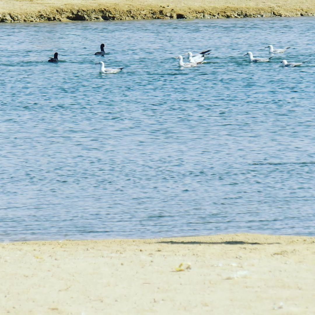 DUCKS ON BEACH