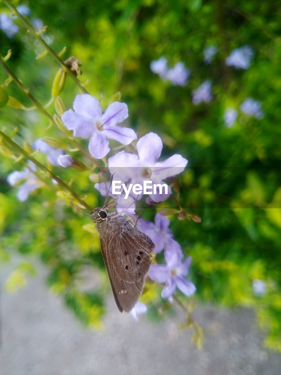 CLOSE-UP OF BUTTERFLY ON FLOWER