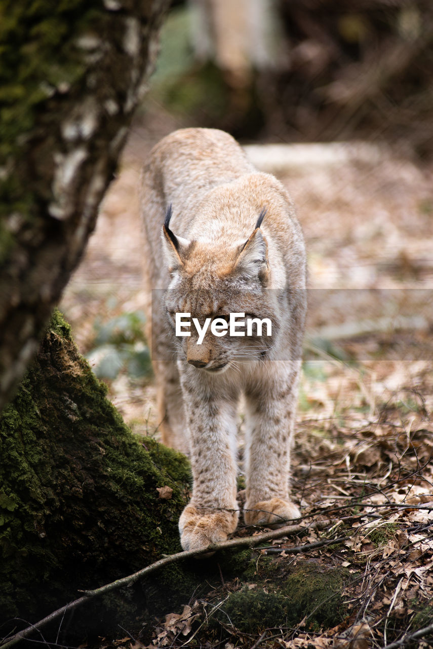 VIEW OF A CAT ON A TREE