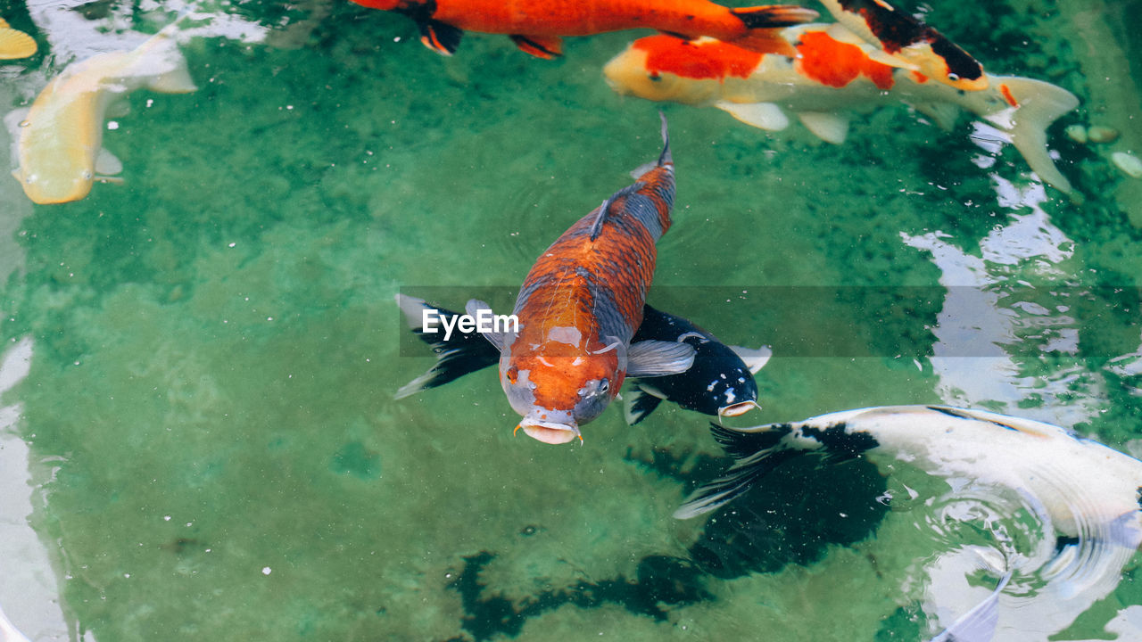 HIGH ANGLE VIEW OF KOI CARPS IN SEA