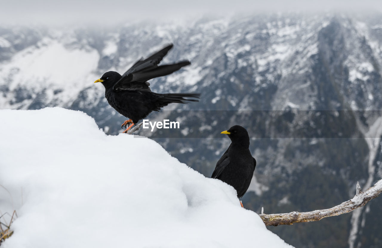 Two black birds, alpine choughs perching on branch in mountains in winter