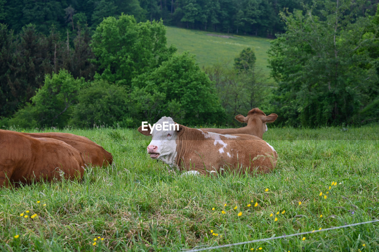 mammal, plant, animal themes, animal, pasture, domestic animals, livestock, pet, meadow, grass, cattle, rural area, group of animals, field, nature, grazing, green, cow, land, grassland, tree, farm, growth, domestic cattle, natural environment, no people, agriculture, landscape, prairie, day, two animals, brown, outdoors, environment, beauty in nature, herbivorous, animal wildlife, relaxation, wildlife, plain, rural scene