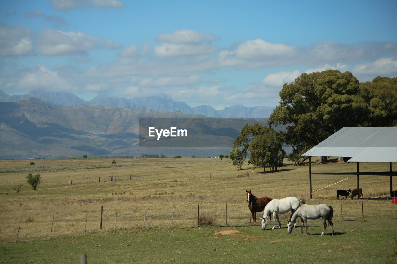 Scenic view of horses on grassy field against cloudy sky