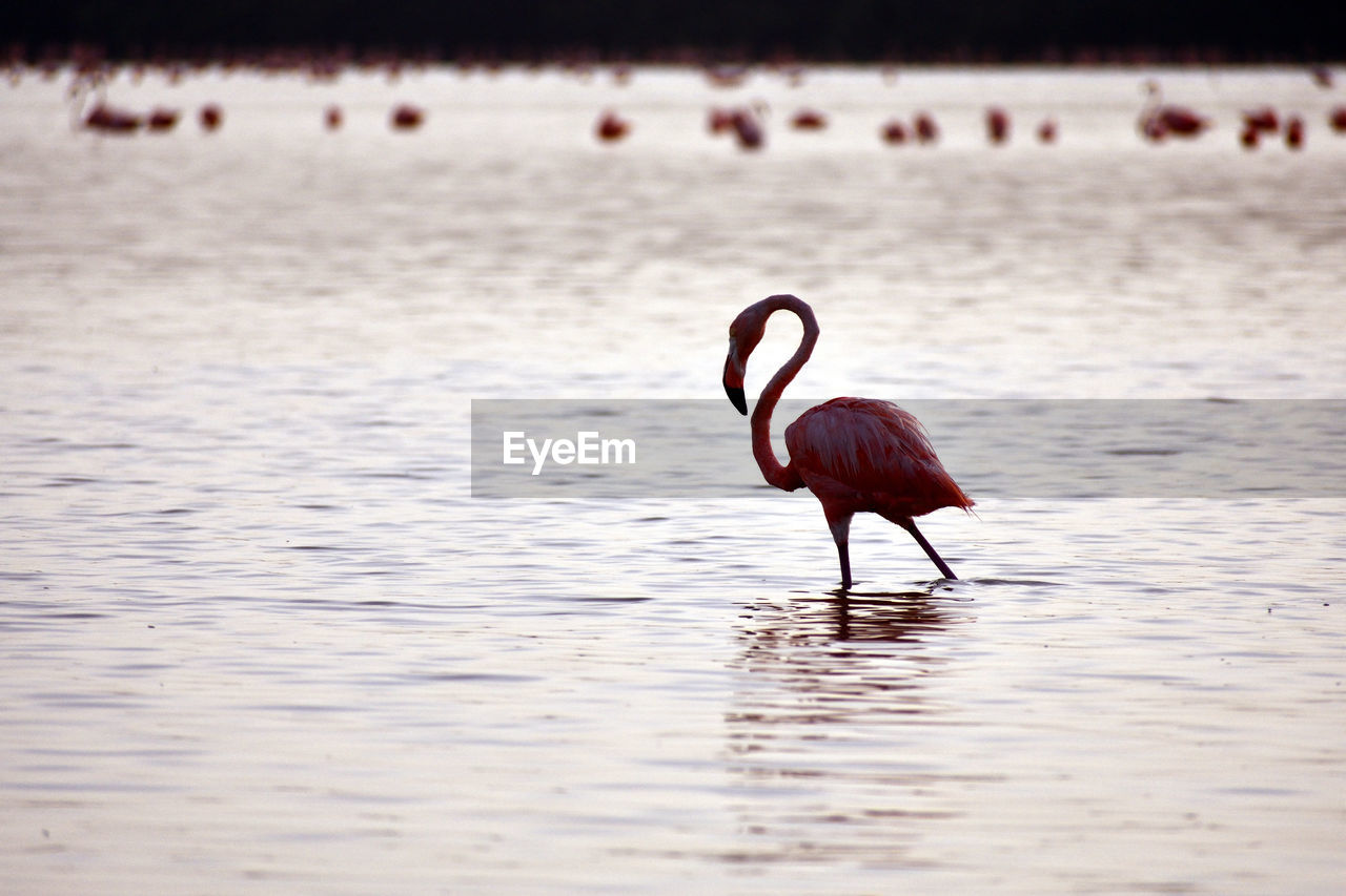 Pink flamingo standing in shallow water at ría celestún, yucatán, méxico.