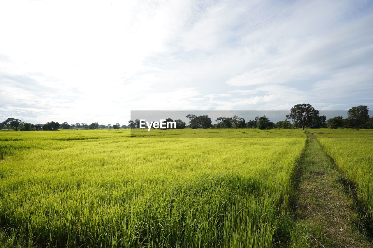 SCENIC VIEW OF FARM FIELD AGAINST SKY