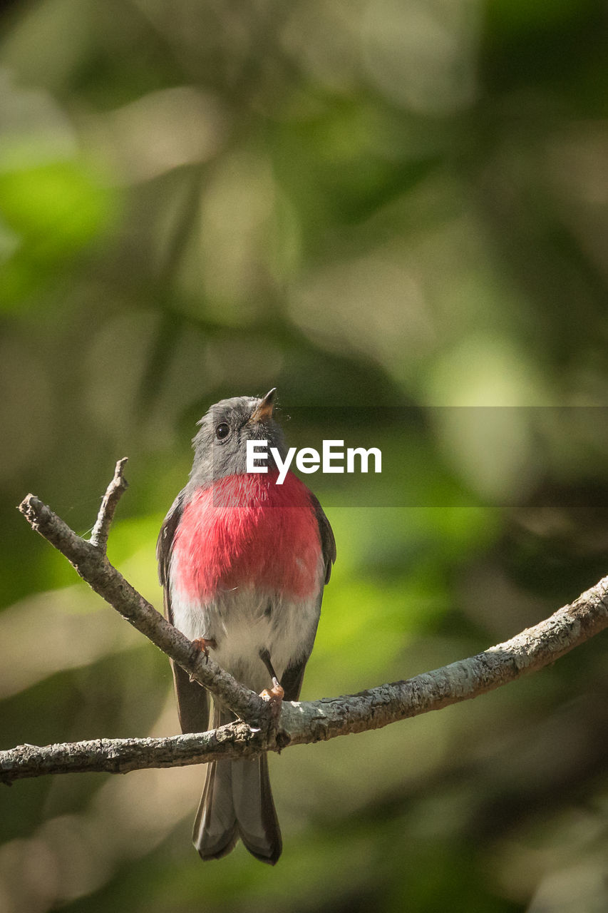 Close-up of a rose robin perching on branch