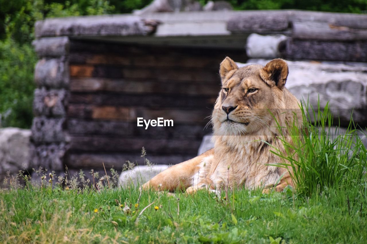 Lioness in zoo