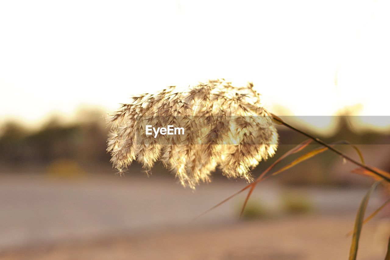 Close-up of flowers against blurred background