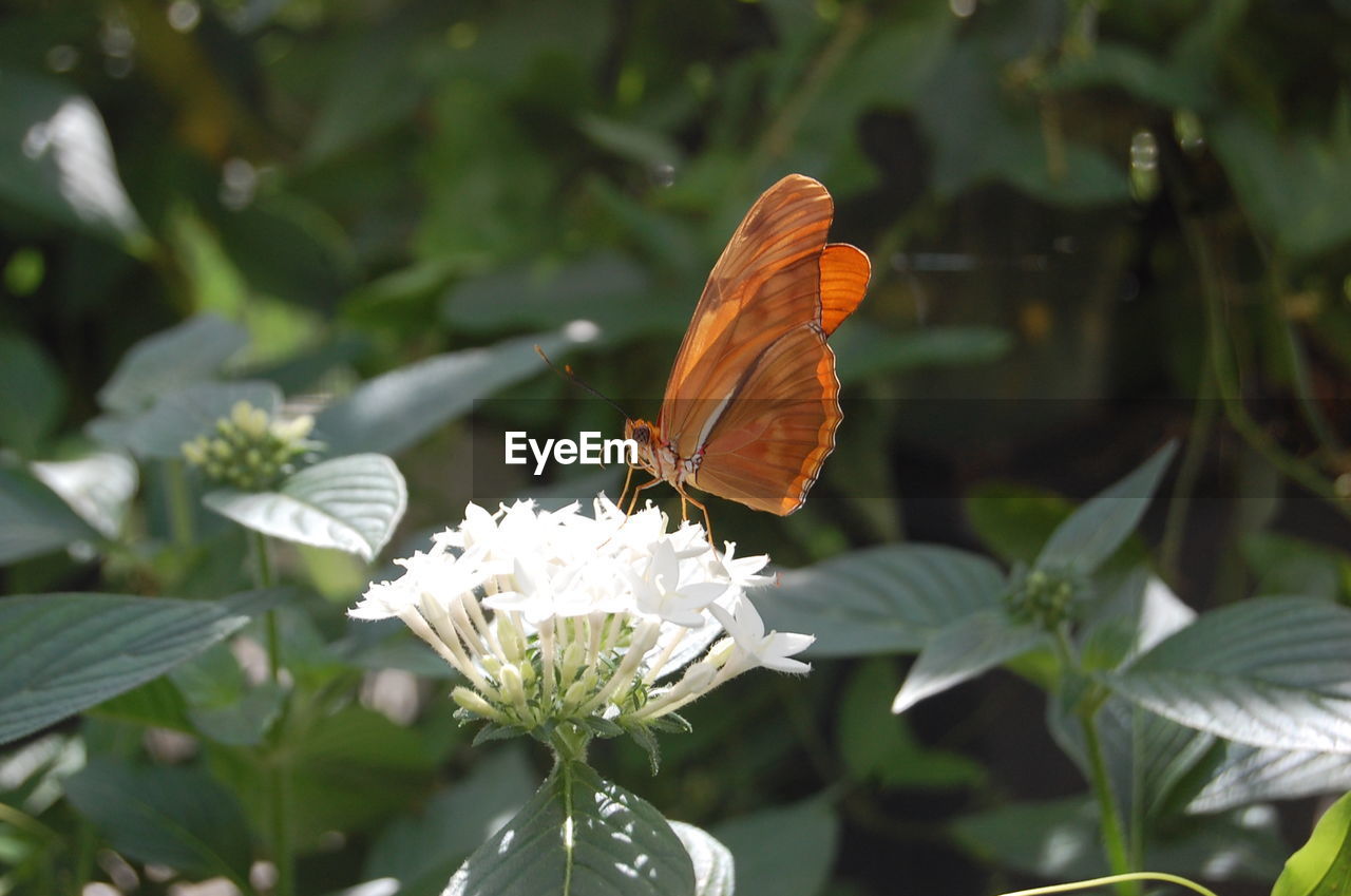 Close-up of butterfly pollinating on flower