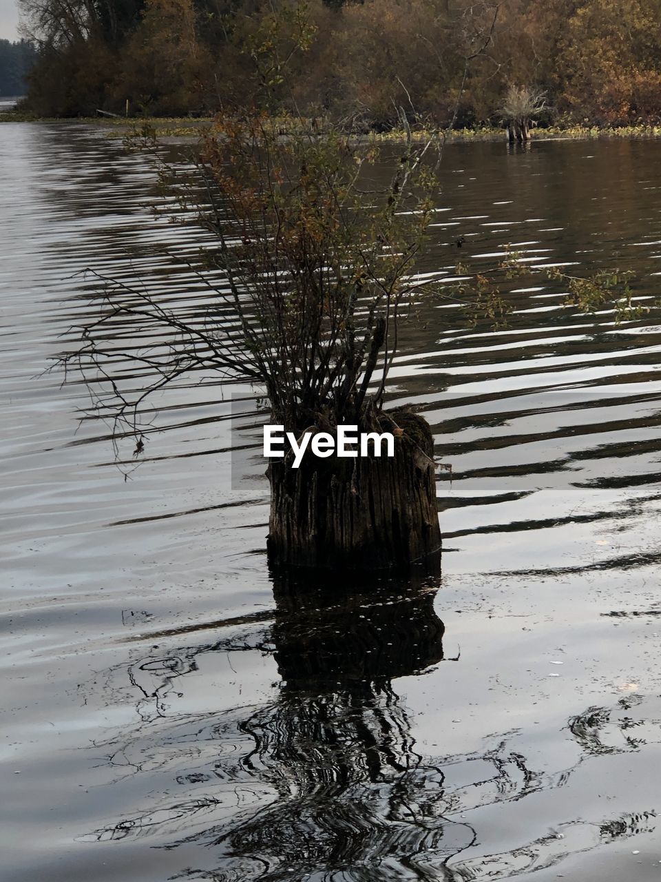 PLANTS IN LAKE