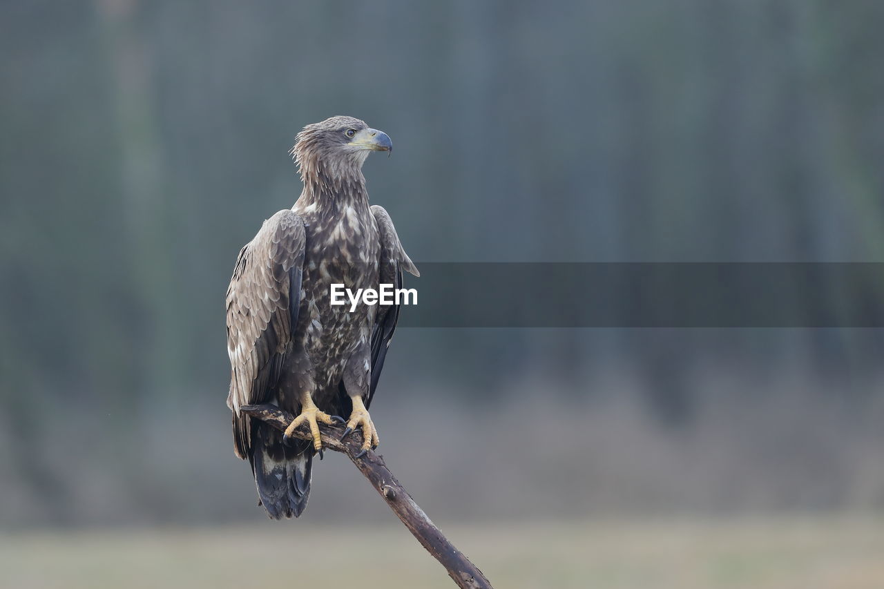 A white-tailed eagle perched