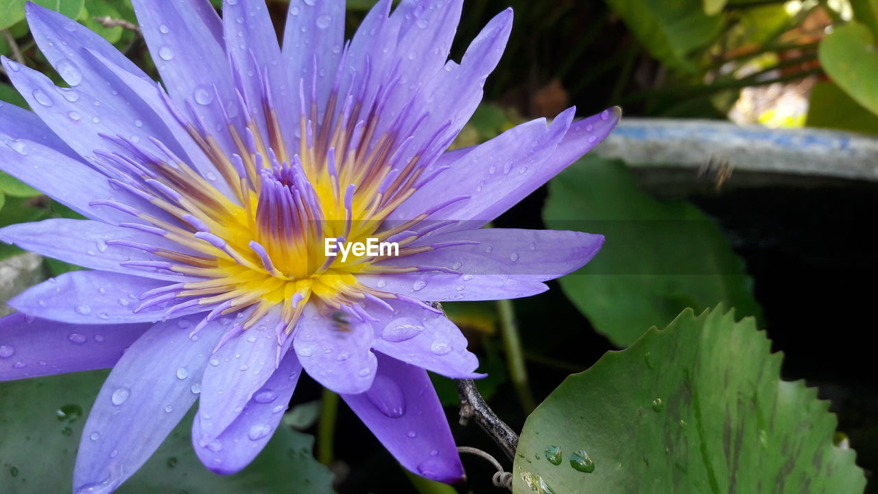 CLOSE-UP OF WET PURPLE FLOWERS BLOOMING OUTDOORS