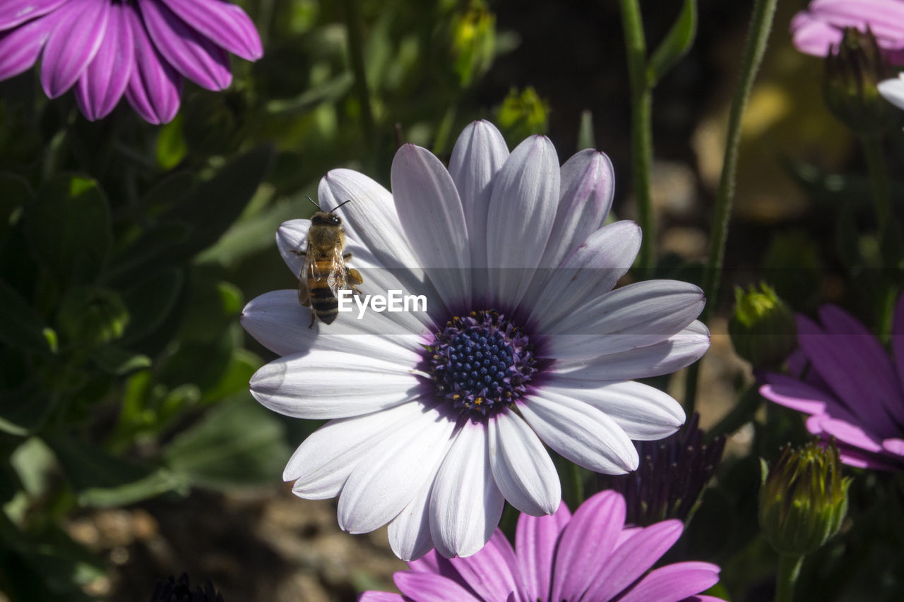 Close-up of bee on osteospermum blooming outdoors