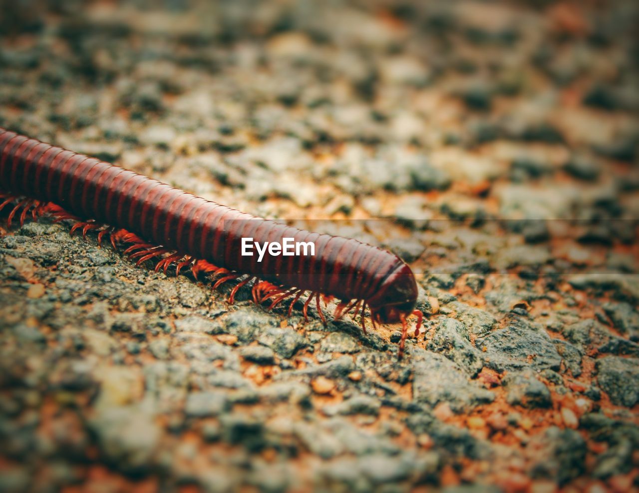 Millipede on road