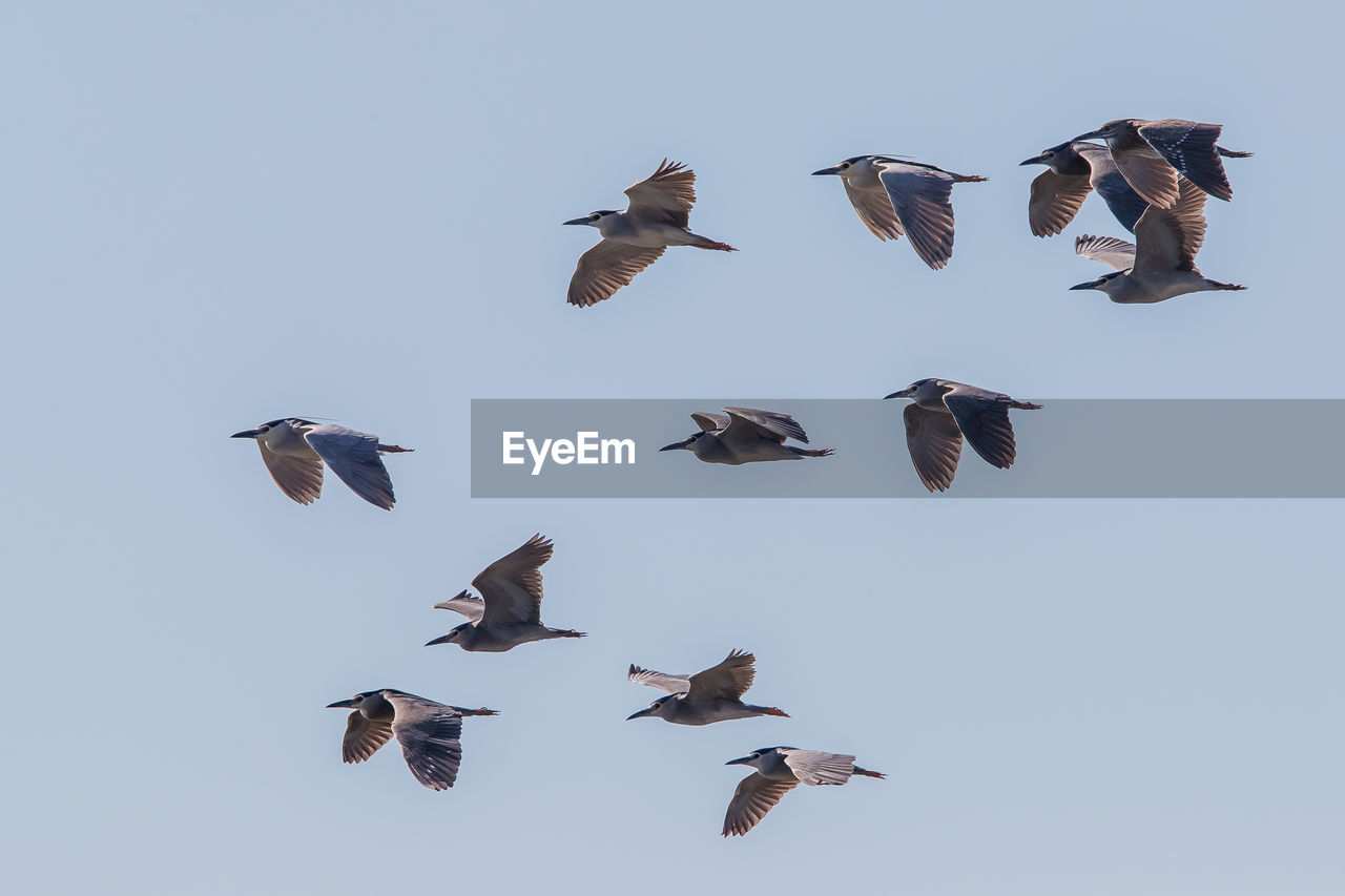 LOW ANGLE VIEW OF BIRDS FLYING AGAINST SKY