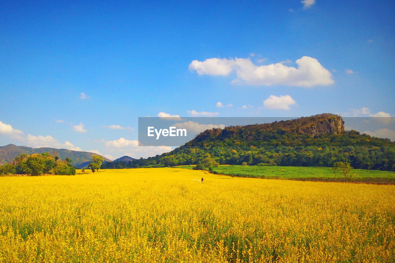 Scenic view of oilseed rape field against sky