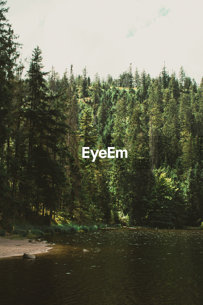 tree, plant, nature, water, forest, river, beauty in nature, sky, land, pinaceae, coniferous tree, wilderness, reflection, pine tree, natural environment, tranquility, scenics - nature, no people, pine woodland, environment, green, growth, tranquil scene, body of water, non-urban scene, day, outdoors, morning, leaf, landscape, woodland, travel, travel destinations