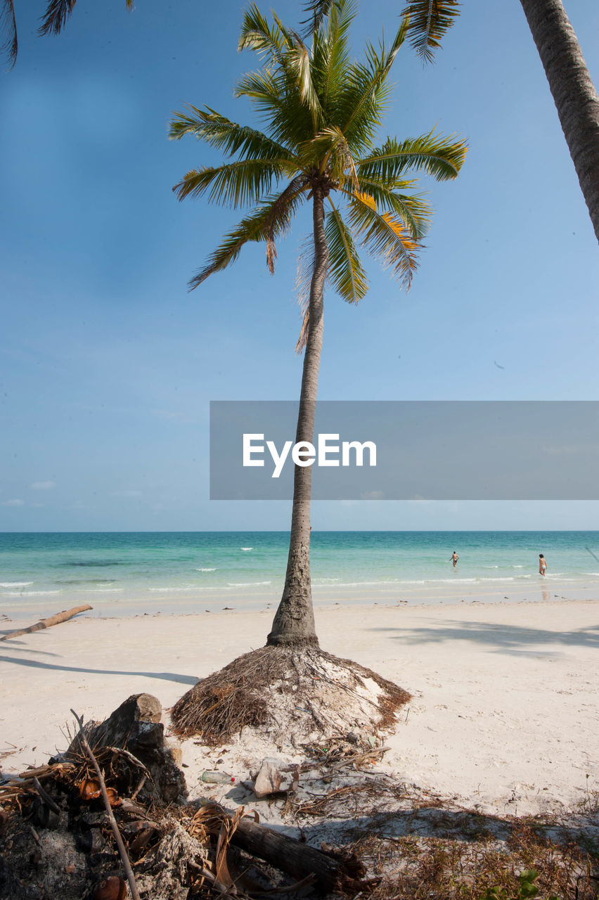 SCENIC VIEW OF PALM TREES ON BEACH AGAINST SKY