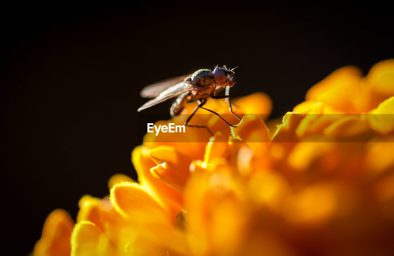 Close-up of fly on orange flower