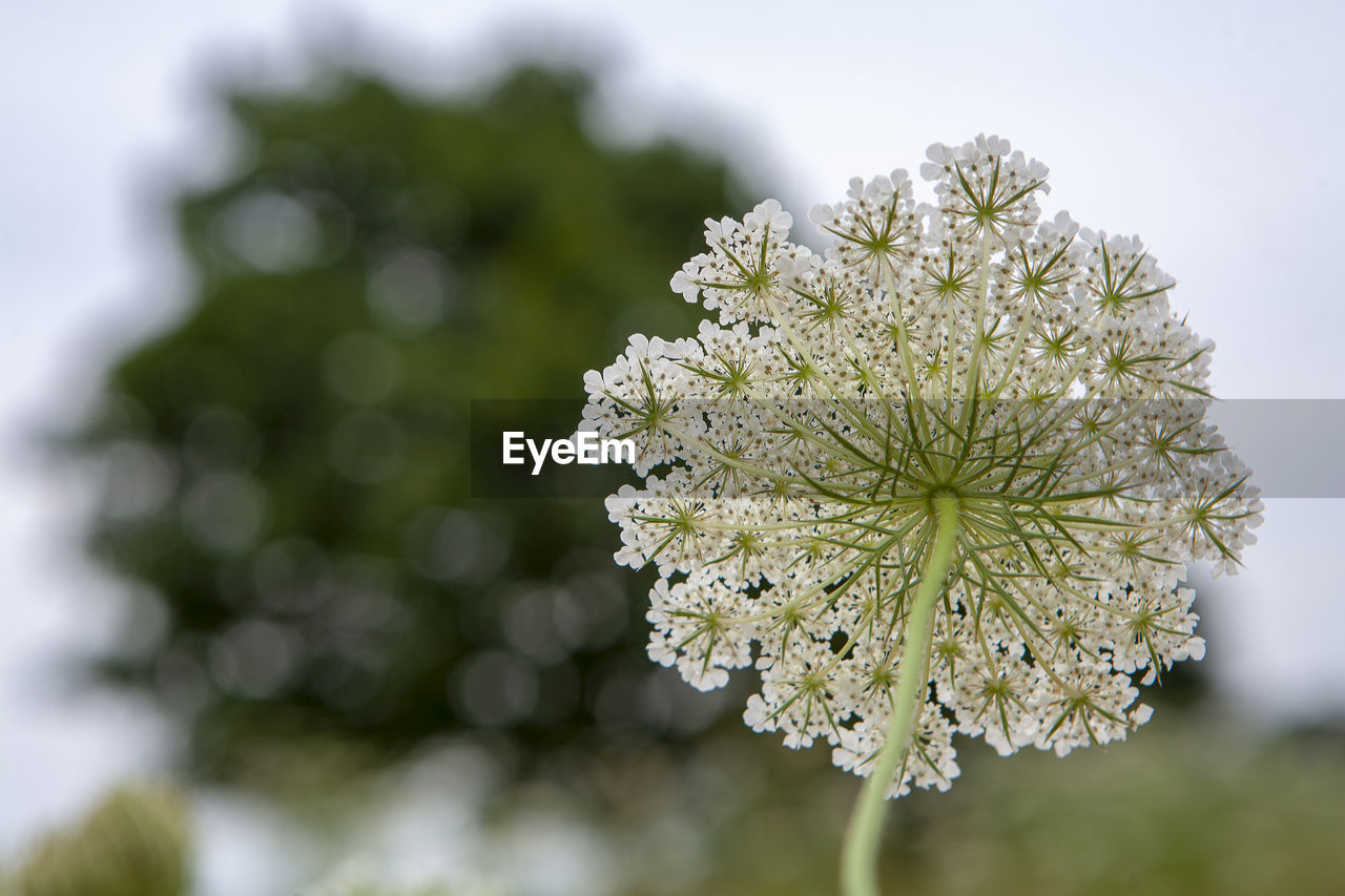 CLOSE-UP OF FLOWERING PLANT AGAINST WHITE BACKGROUND