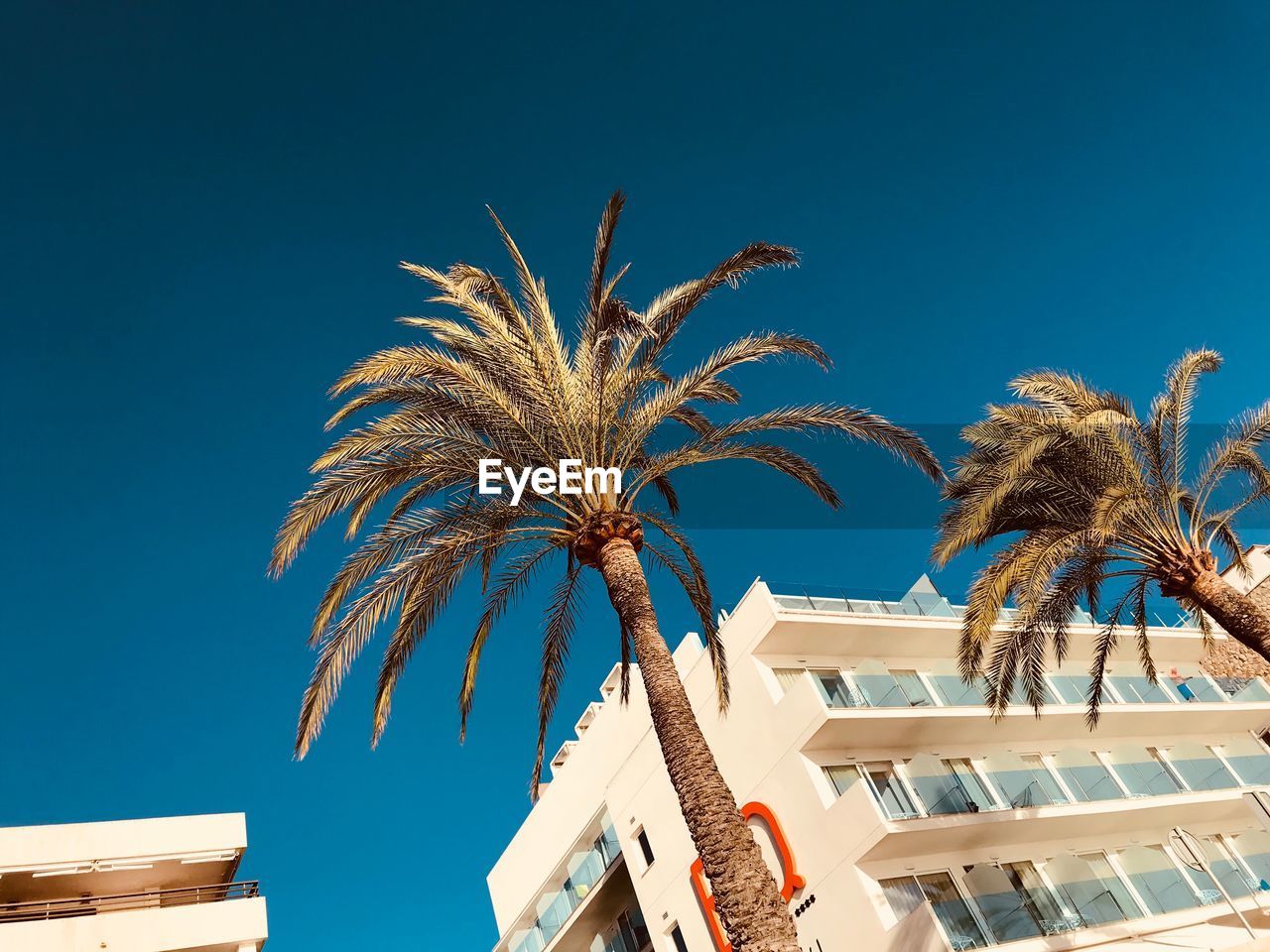 LOW ANGLE VIEW OF PALM TREE AGAINST BLUE SKY