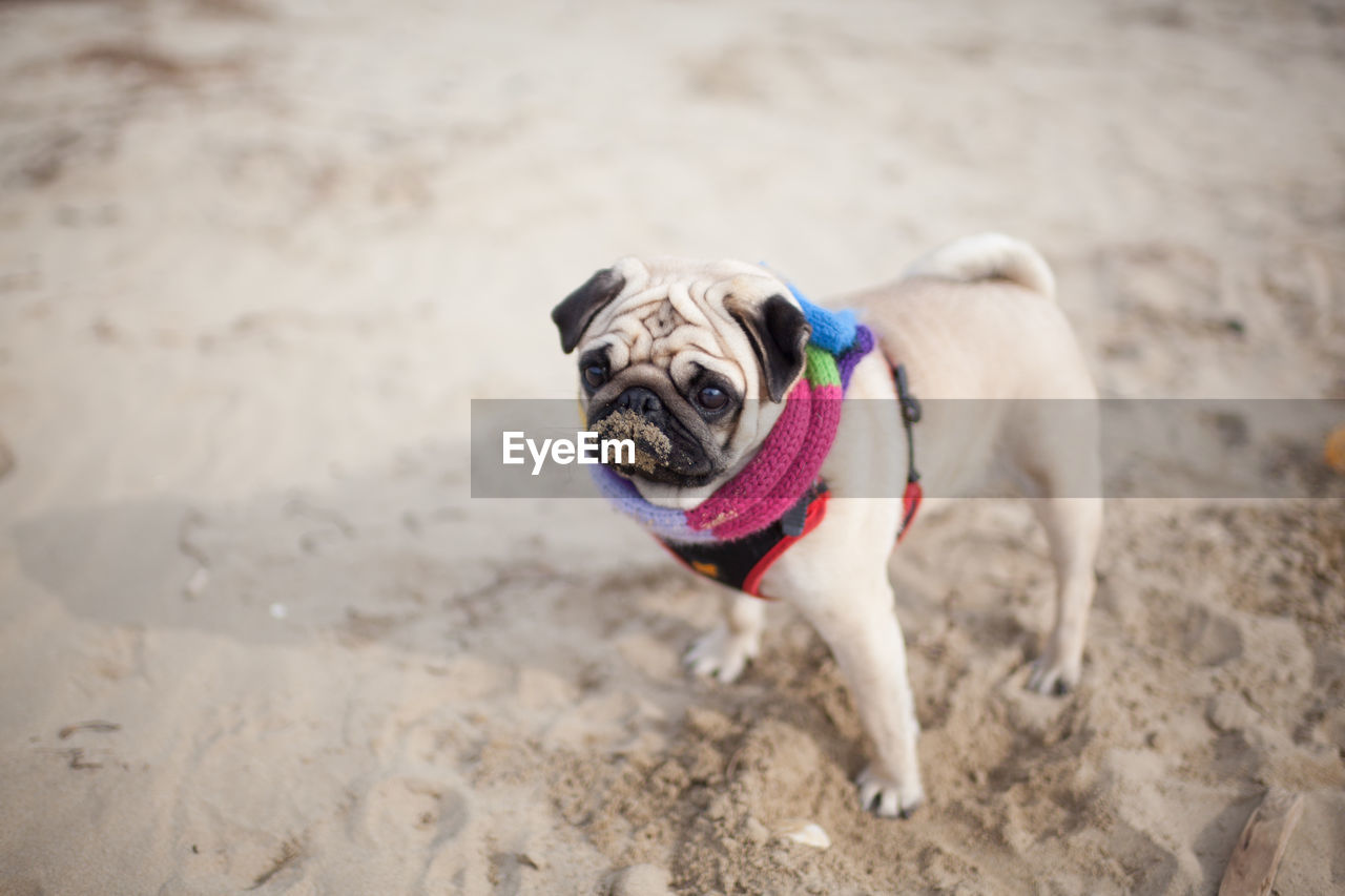 Portrait of pug standing on beach