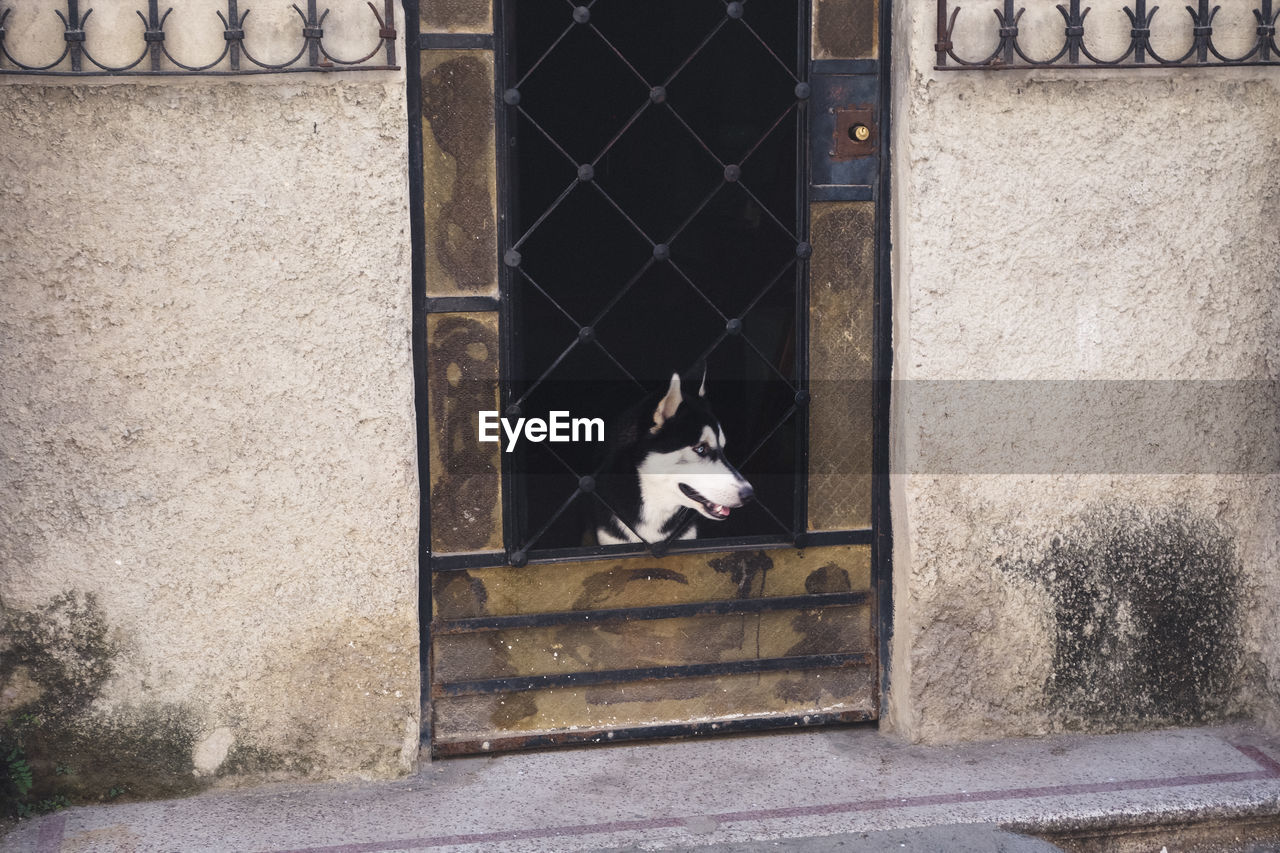 Dog looking away through closed door of house