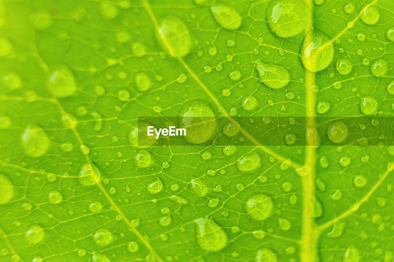 CLOSE-UP OF RAINDROPS ON LEAVES