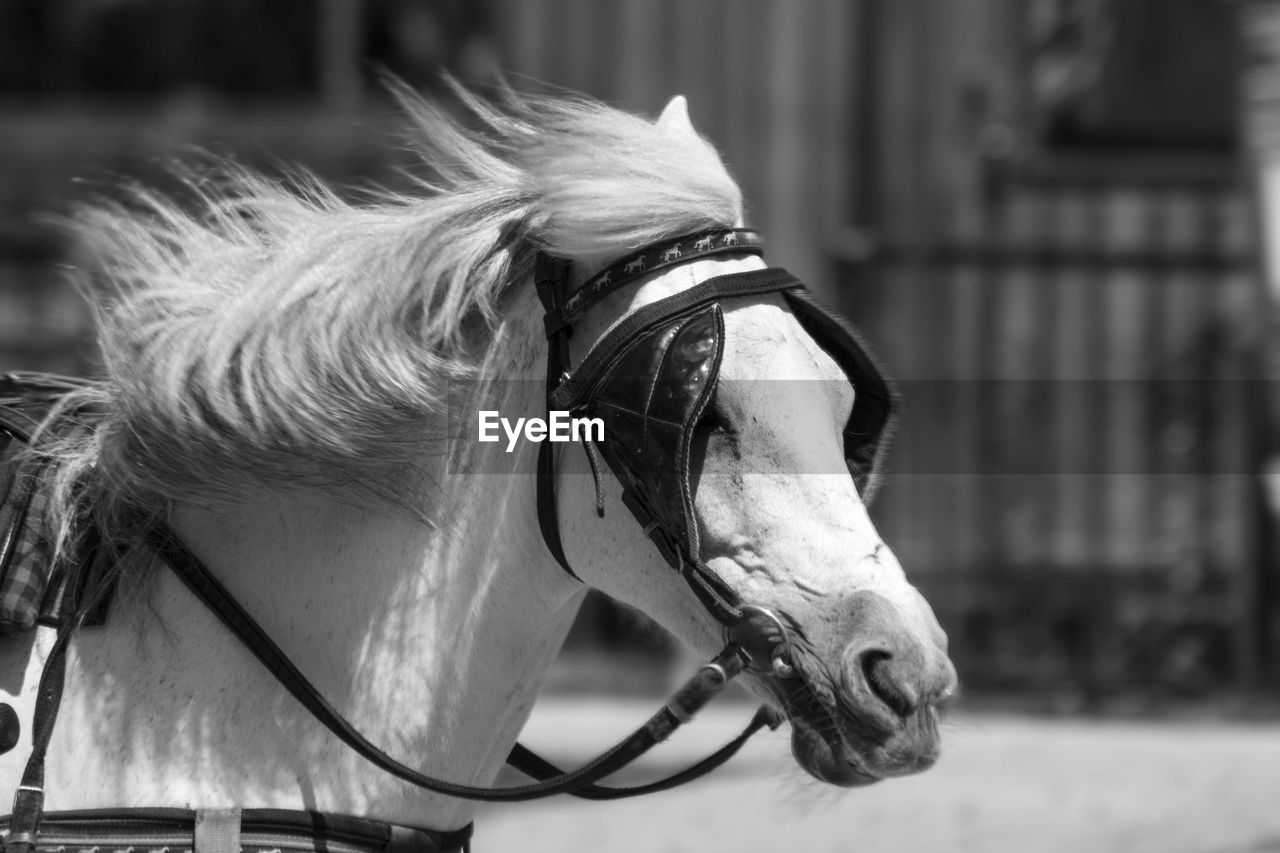 CLOSE-UP OF HORSE HEAD