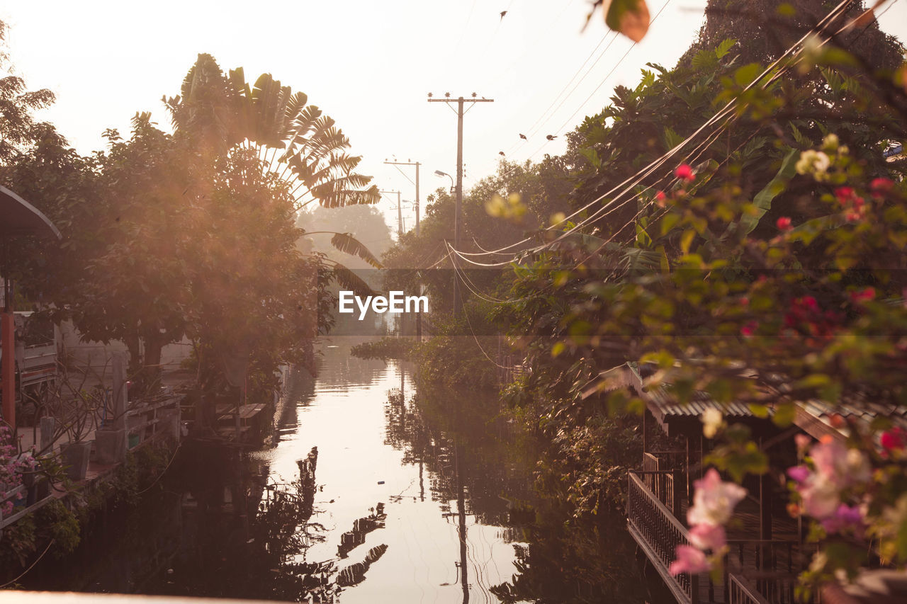 Canal amidst trees