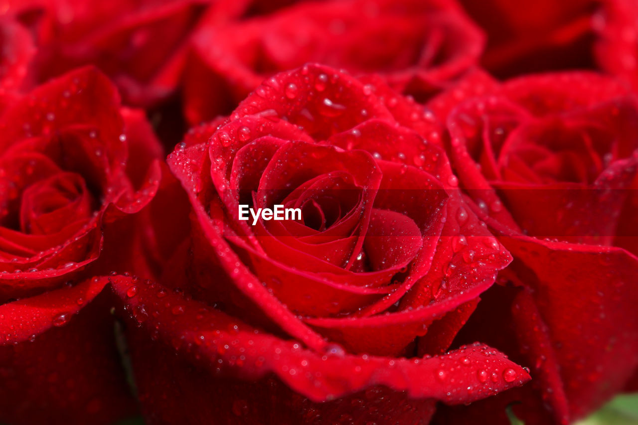 Close-up of wet red roses