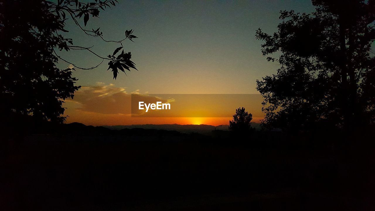 SILHOUETTE OF TREES AT SUNSET