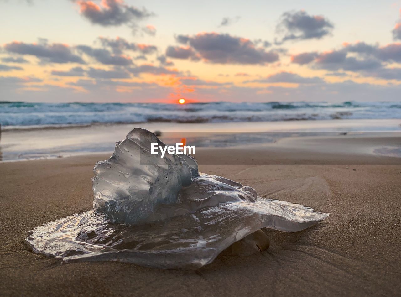 Closeup view of jellyfish against against sea and sky during sunset