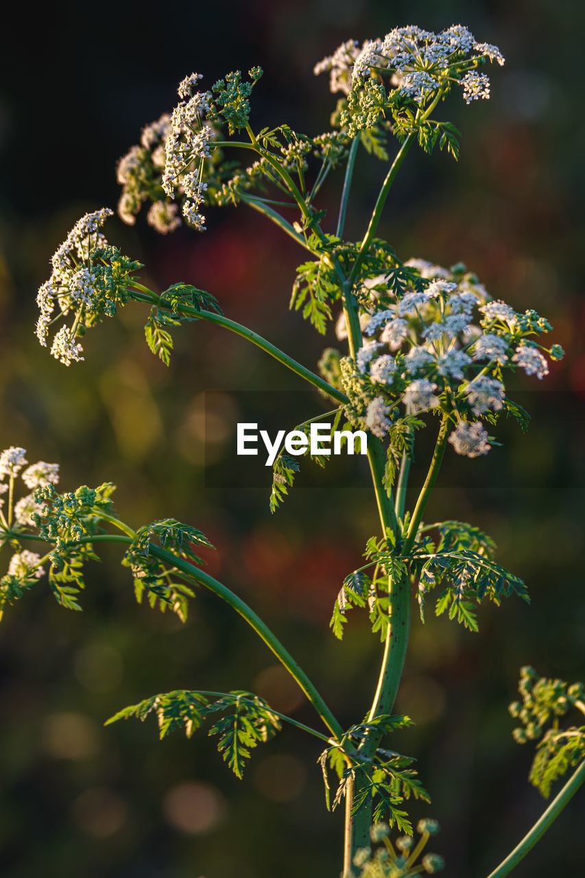 plant, nature, flower, flowering plant, beauty in nature, food and drink, food, no people, freshness, close-up, plant part, outdoors, branch, growth, focus on foreground, macro photography, leaf, blossom, cow parsley, tree, vegetable, green, botany, sunlight, herb, summer, environment, healthy eating, wildflower, pattern, produce, multi colored, social issues, yarrow, fruit, day, healthcare and medicine, garden, grass