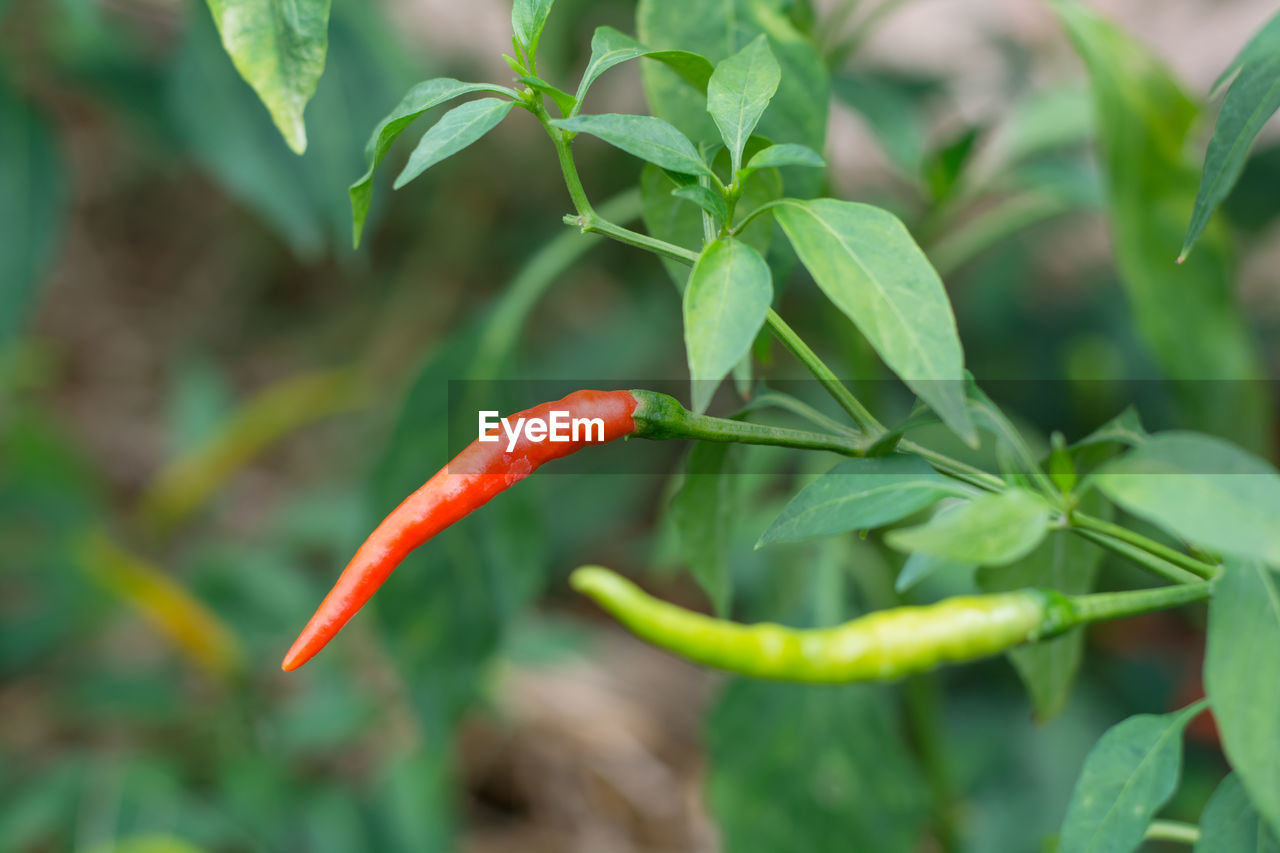 CLOSE-UP OF RED CHILI PEPPER PLANT OUTDOORS