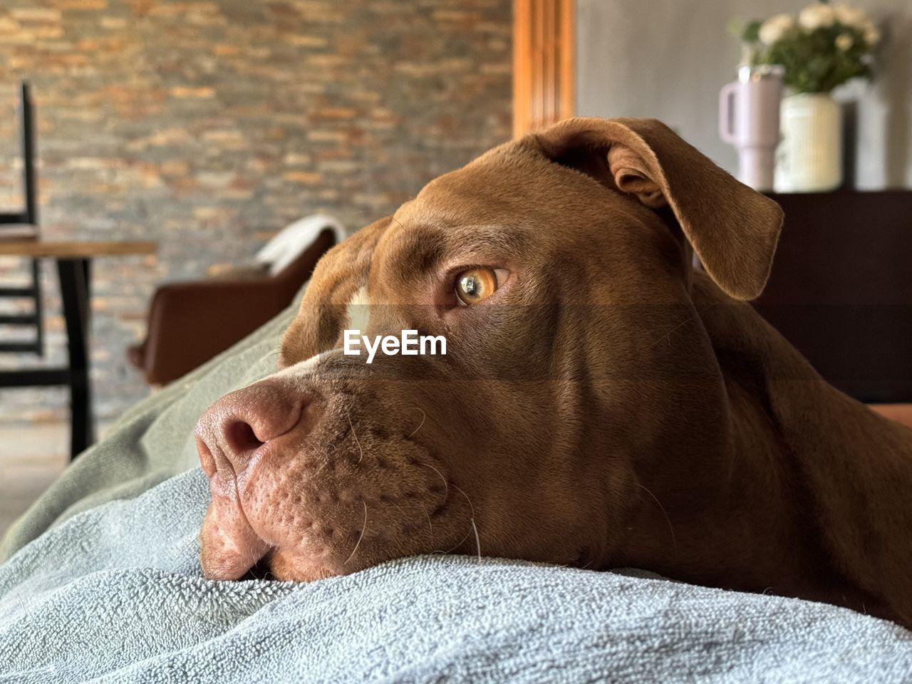 pet, dog, one animal, mammal, animal themes, domestic animals, canine, animal, furniture, relaxation, puppy, carnivore, home interior, indoors, lying down, sofa, domestic room, no people, resting, looking, focus on foreground, living room, guard dog, brown, animal body part, close-up, looking away, animal head, portrait
