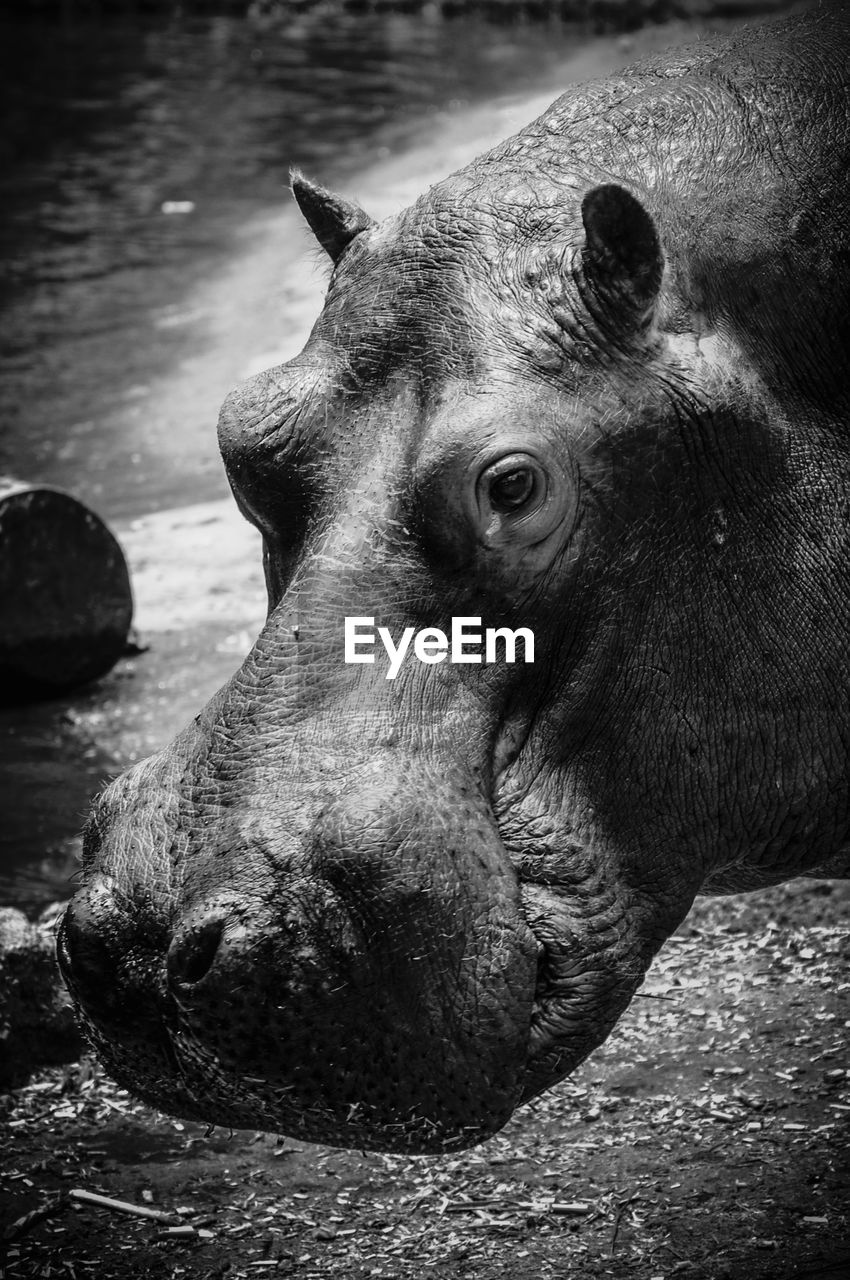 Close-up portrait of a hippo