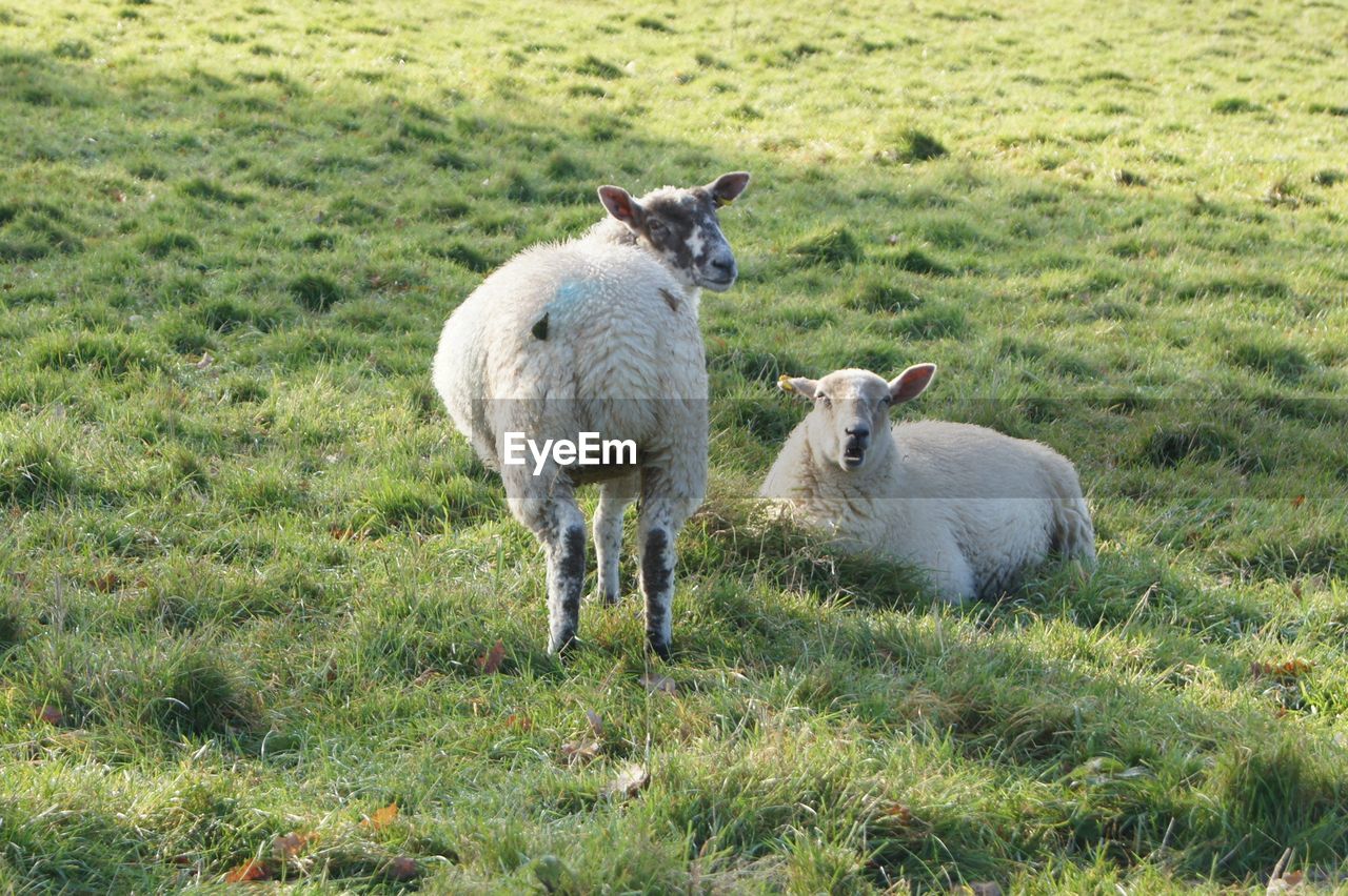 Sheep in a field