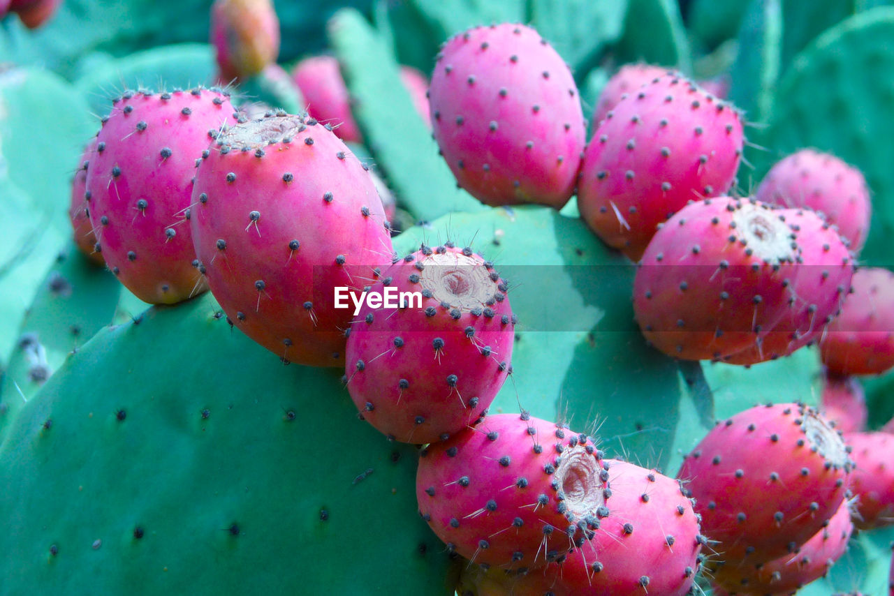 Red fruits of a cacrus pear on a green prickly cactus as detail photo