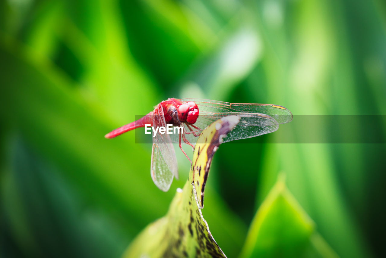 CLOSE UP OF DRAGONFLY