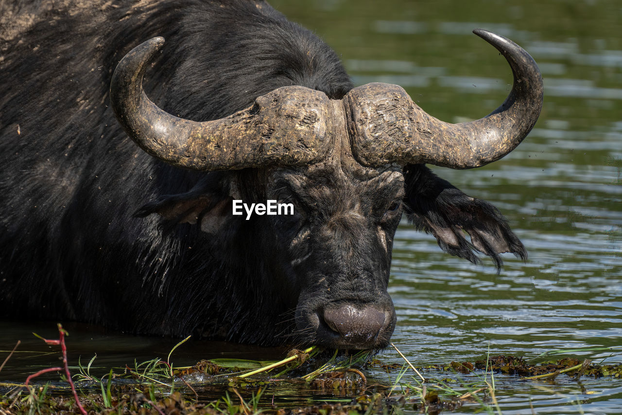 side view of buffalo standing in lake