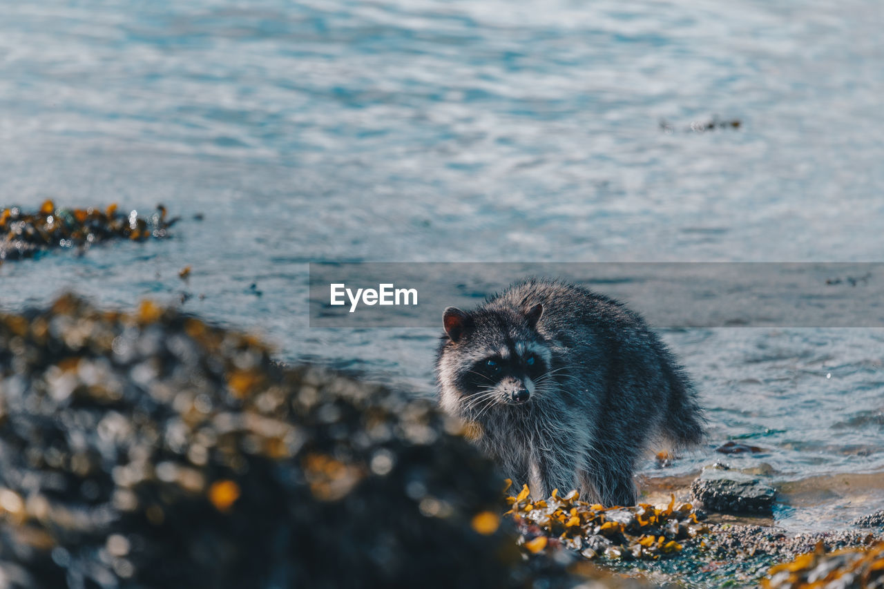 Close-up of raccoon at lake