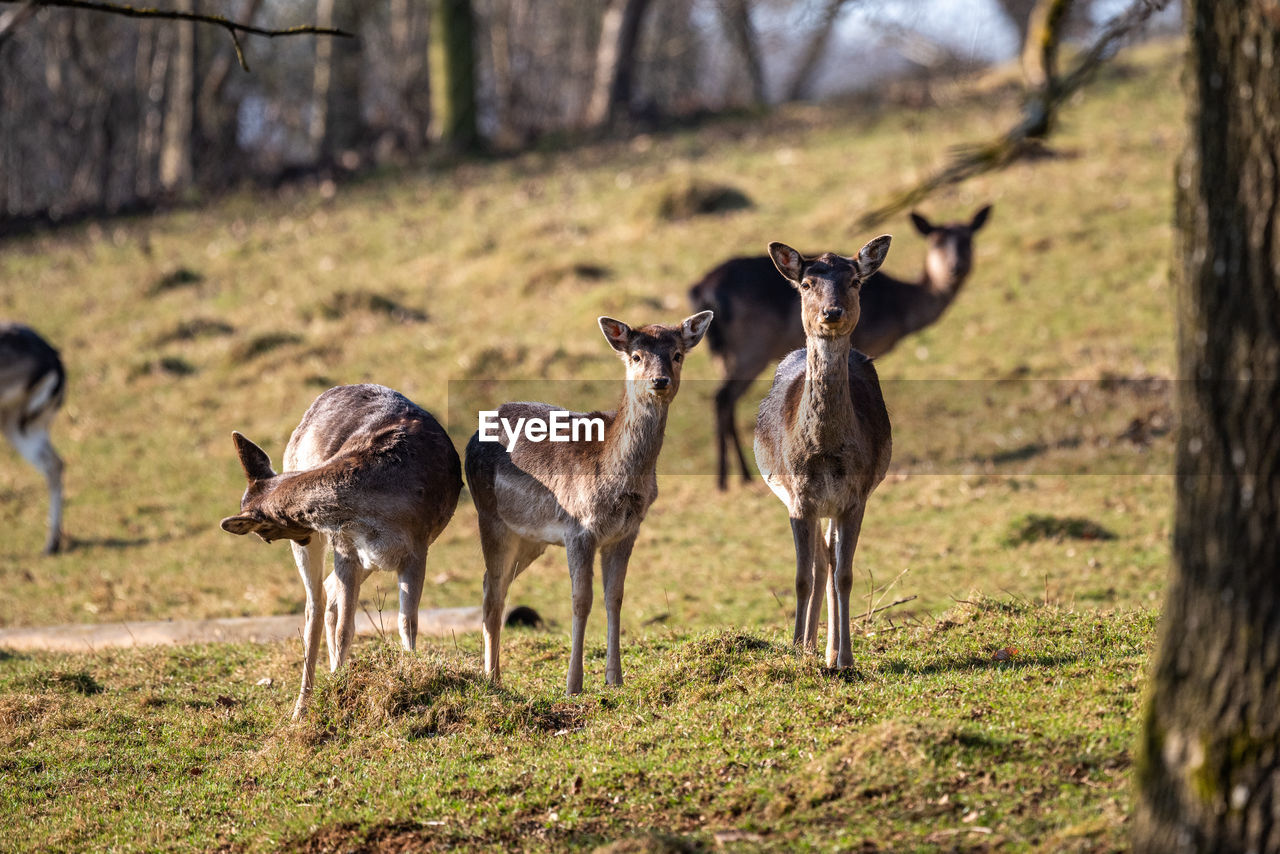 Group of fallow deers on field 