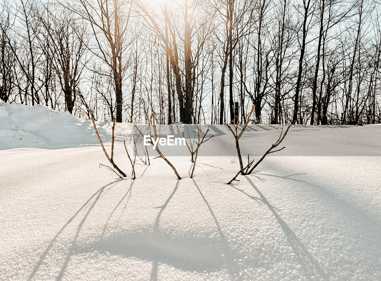 Bare trees on snowy field during winter