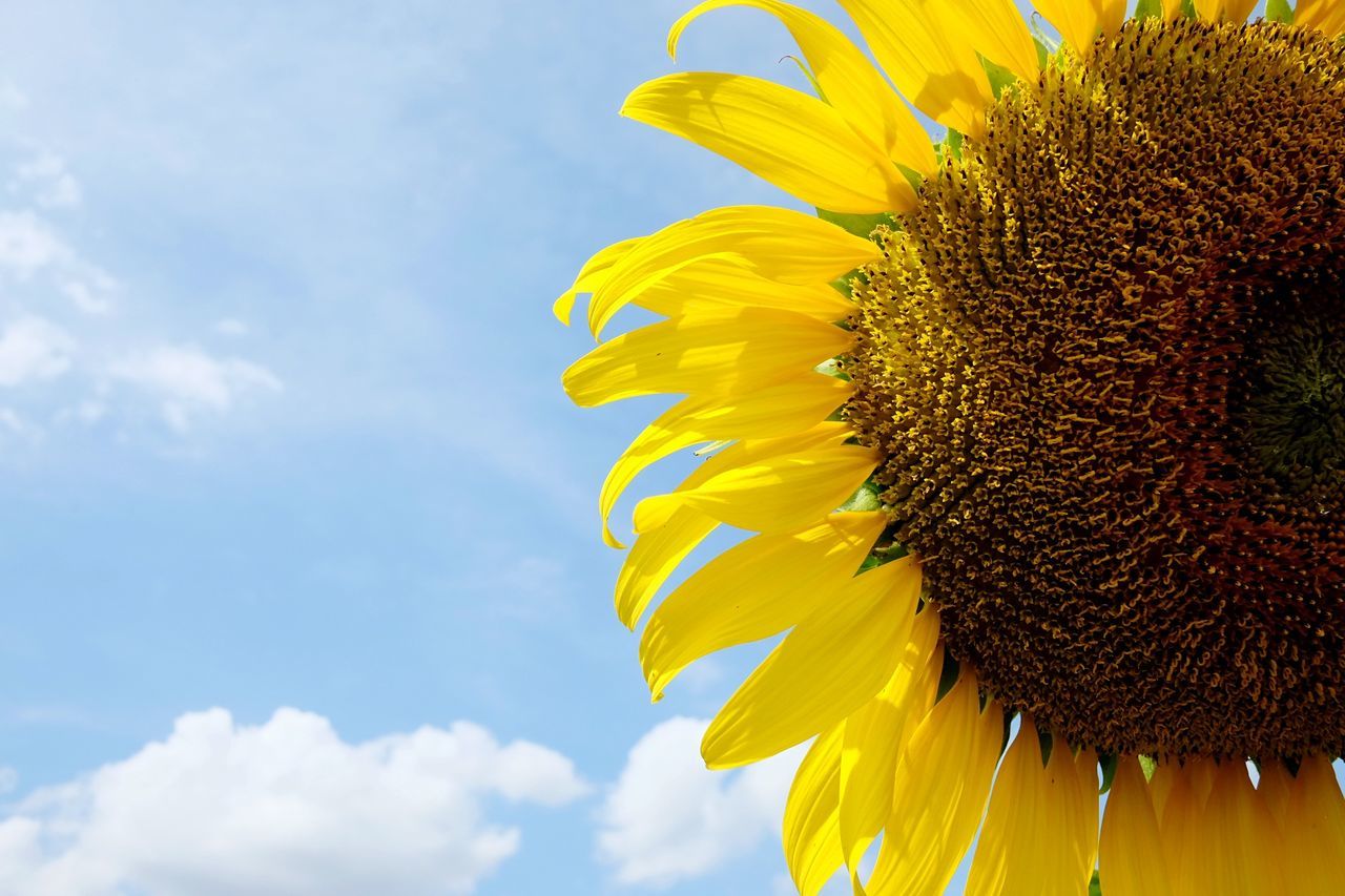 CLOSE-UP OF SUNFLOWER AGAINST YELLOW SKY