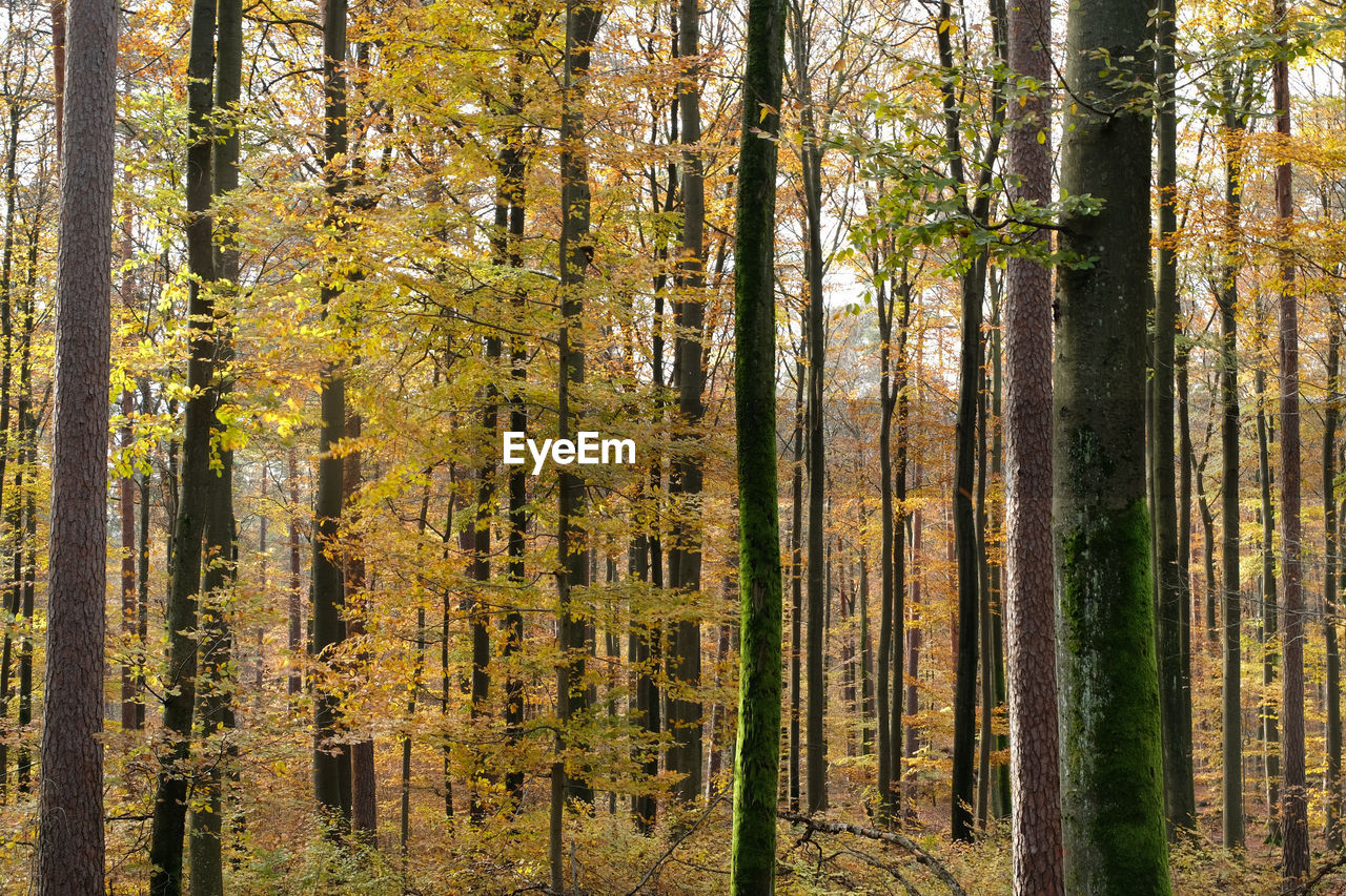 Close uo mixed coniferous forest. broadleaf trees and tree trunks with autumn colour background.